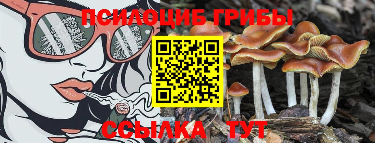 Псилоцибиновые грибы Psilocybe Воскресенск